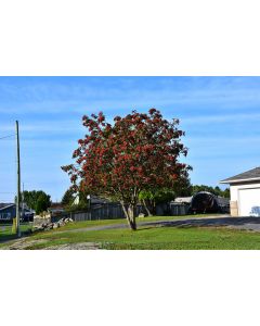 Sorbus, Showy Mountain Ash (Large)