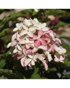 Hydrangea, Panicle 'Quick Fire Fab®'