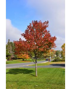 Acer, Red Maple 'Northwood' (Large)