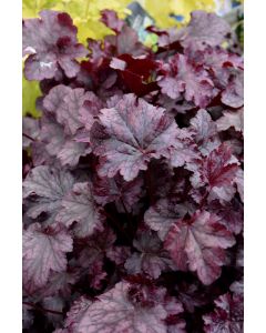 Heuchera, Purple Leaf Coral Bells 'Plum Pudding'