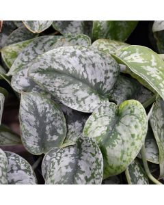 Scindapsus Pictus, Pothos 'Silver Satin'