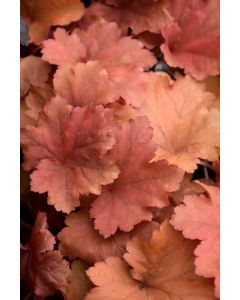 Heuchera, Red Leaf Coral Bells 'Rio'