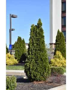 Thuja, Arborvitae 'Rushmore'