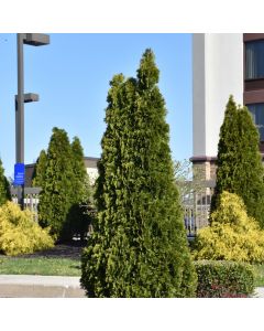 Thuja, Arborvitae 'Rushmore' (Large Sizes)