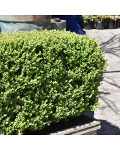 Buxus, Boxwood 'Green Mountain'