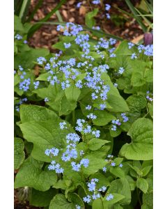 Brunnera, False Forget-Me-Not