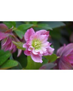 Helleborus, Lenten Rose 'Wedding Party® Maid of Honor'