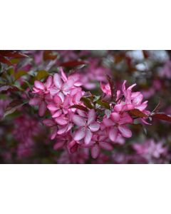 Malus, Flowering Crabapple 'Royal Raindrops®'