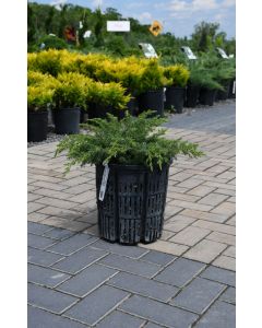 Juniperus, Common Juniper 'Blueberry Delight®'