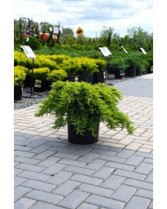 Juniperus, Hybrid Juniper 'Daub’s Frosted'