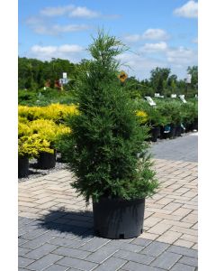 Juniperus, Virginian Juniper 'Eastern Red Cedar'