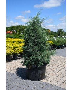 Juniperus, Rocky Mountain Juniper 'Medora'