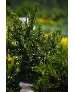 Juniperus, Chinese Juniper 'Mint Julep®'