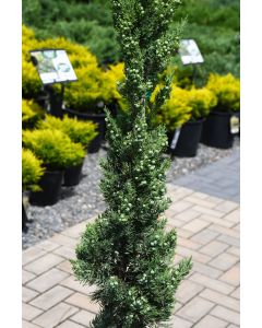 Juniperus, Chinese Juniper 'Trautman'