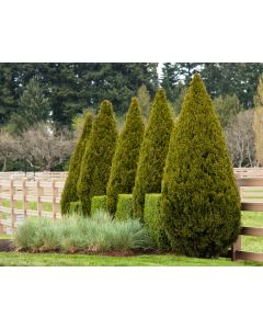 Juniperus, Chinese Juniper 'Spartan' (Large)