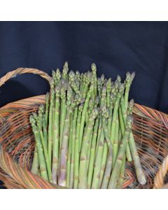 Asparagus, 'Jersey Knight'