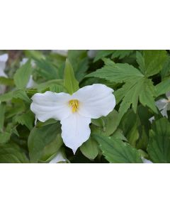 Trillium, White Trillium 'Minnesota Native'