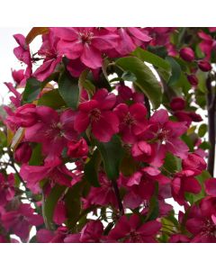 Malus, Flowering Crabapple 'Red Barron' (Large Sizes)