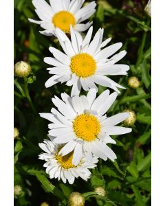 Leucanthemum, Shasta Daisy 'Madonna'