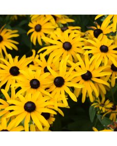 Rudbeckia, Black-Eyed Susan 'Deamii'