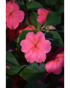 Impatiens, Beacon® 'Coral'