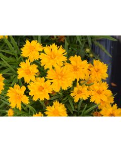 Coreopsis, Large Flowered Tickseed 'Double the Sun'