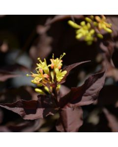 Diervilla, Splendens Bush Honeysuckle 'Firefly™ Nightglow™'