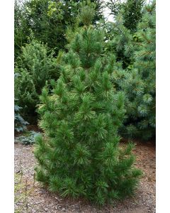 Pinus, Eastern White Pine 'Columnar' (Large)