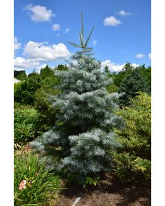 Abies, White Fir 'Blue Cloak' (Large)