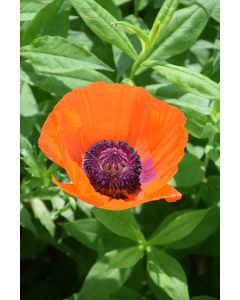 Papaver, Oriental Poppy 'Prince of Orange'