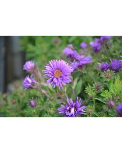 Aster, New England 'Grape Crush'