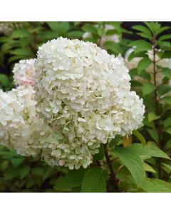 Hydrangea, Panicle 'Bobo®'