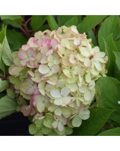 Hydrangea, Panicle 'Fire Light Tidbit®'