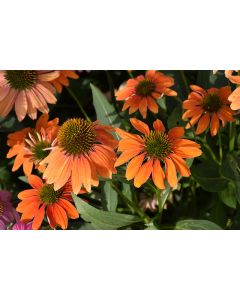 Echinacea, Coneflower 'Artisan™ Soft Orange'