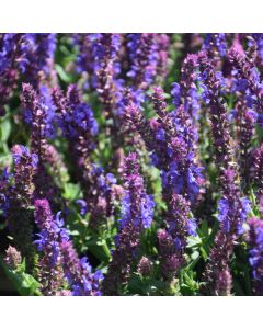 Salvia, Woodland Sage 'Apex™ Blue'