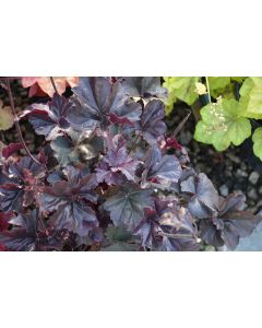 Heuchera, Black Leaf Coral Bells 'Obsidian'