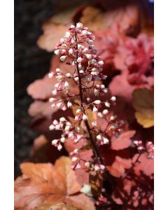 Heuchera, Red Leaf Coral Bells 'Fire Alarm'