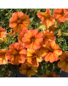 Petunia, SuperCal® 'Sunset Orange'