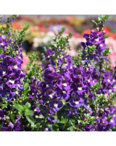 Angelonia, Alonia™ 'Big Indigo'