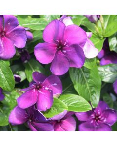 Vinca, Tattoo™ 'Blueberry'