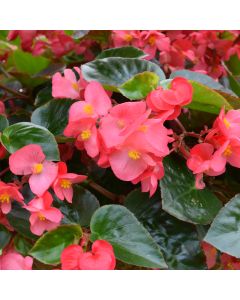 Begonia, Viking™ Explorer 'Rose Green Leaf'