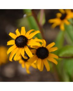 Rudbeckia, Black Eye Susan 'Goldblitz'