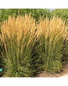 Calamagrostis, Feather Reed Grass 'Karl Foerster'