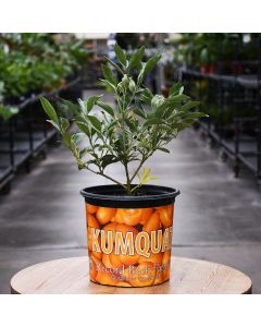 Citrus, Kumquat