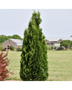 Thuja, Arborvitae 'North Pole®' (Large Sizes)