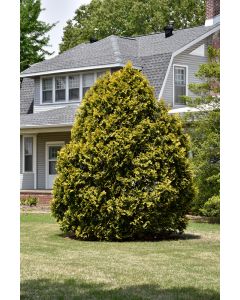 Thuja, Arborvitae 'Yellow Ribbon' (Large)