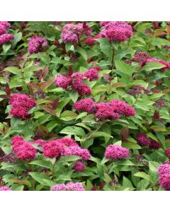 Spiraea, Japanese Spirea 'Double Play® Doozie®'