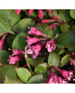 Weigela, Red Foliage 'Midnight Sun™'