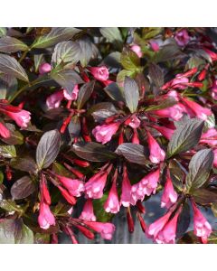 Weigela, Dark Foliage 'Very Fine Wine™'