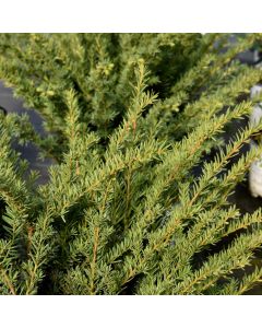 Taxus, Hybrid Yew 'Stonehenge®'